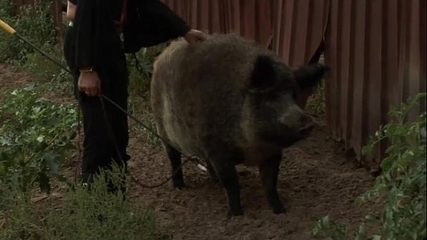 Orsay peed in farm 1